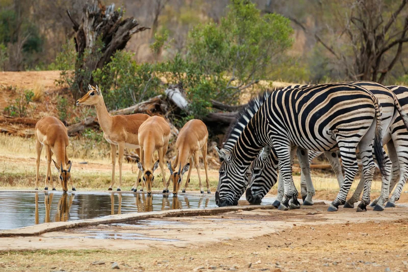 Kruger National Park Zuid-Afrika Safari zelfdrive