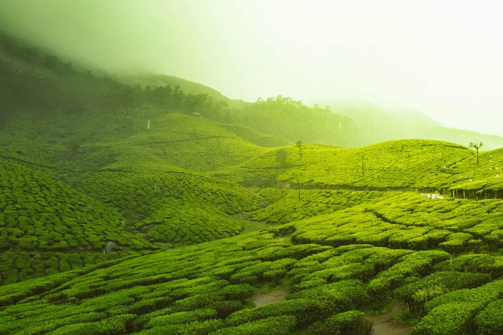 De Ultieme Rondreis Zuid-India van Bangalore naar Kerala