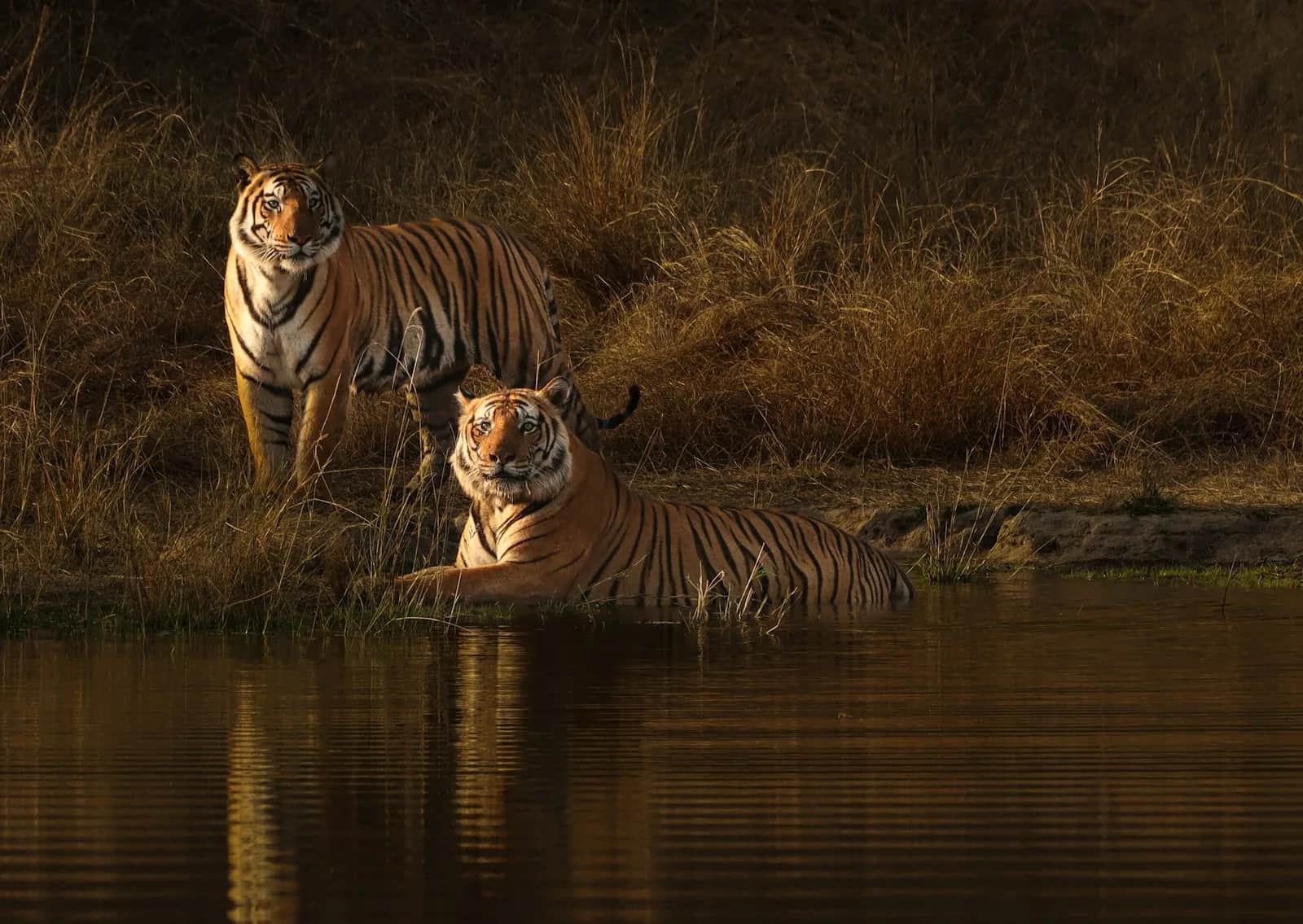 Op Safari In Zuid-India Tijgers, Olifanten en Panters