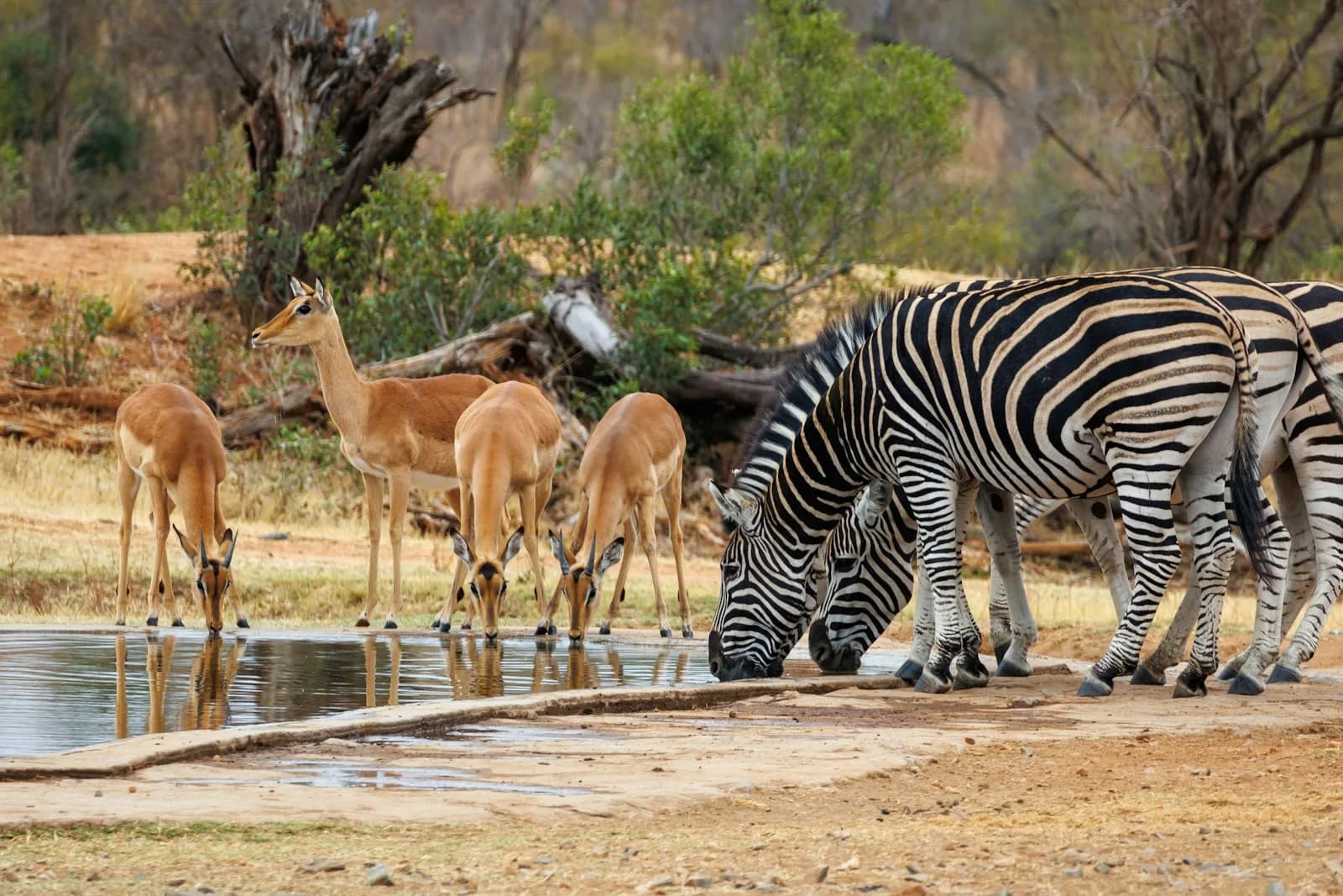 Kruger National Park Zuid-Afrika Safari zelfdrive