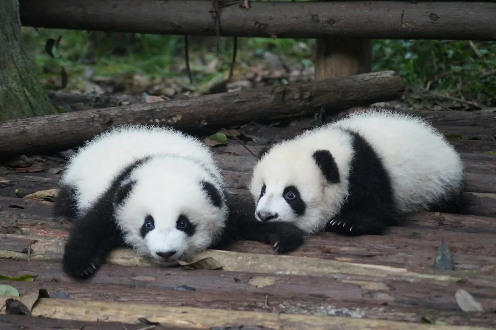 Chengdu China Panda's Visumvrij China-route