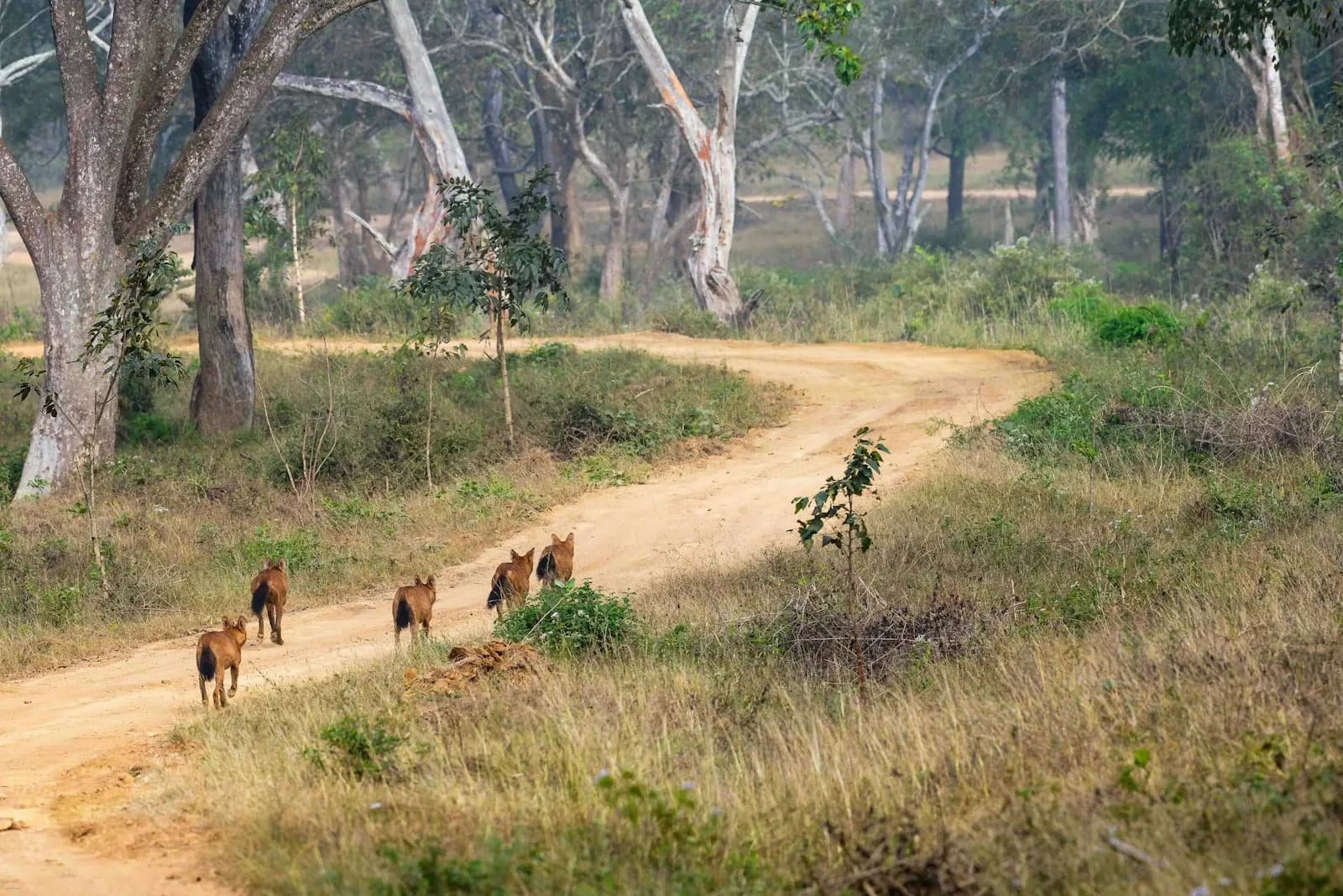 Bandipur National Park Karnataka India Safari