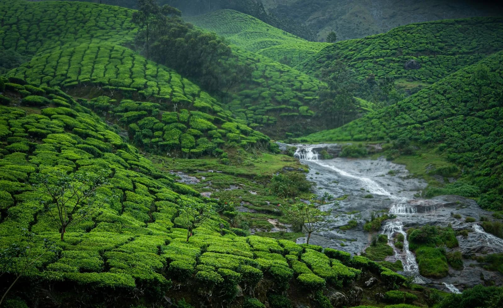 Munnar Kerala India Theeplantages Zuid-India