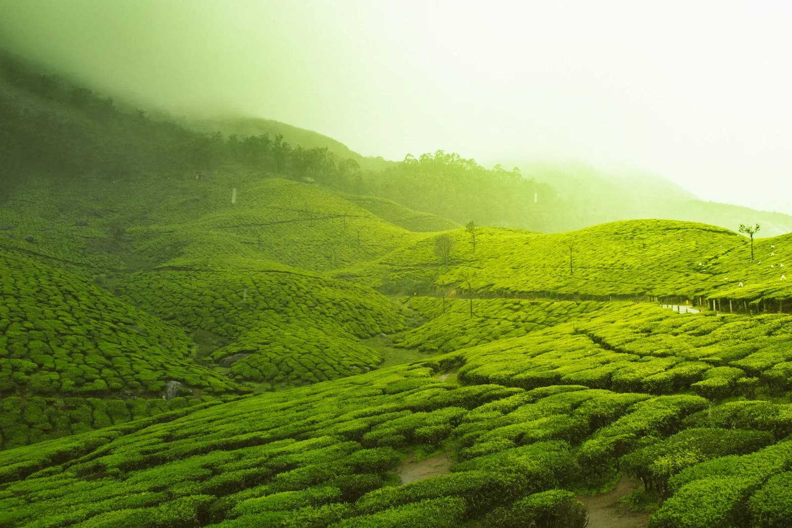 De Ultieme Rondreis Zuid-India van Bangalore naar Kerala