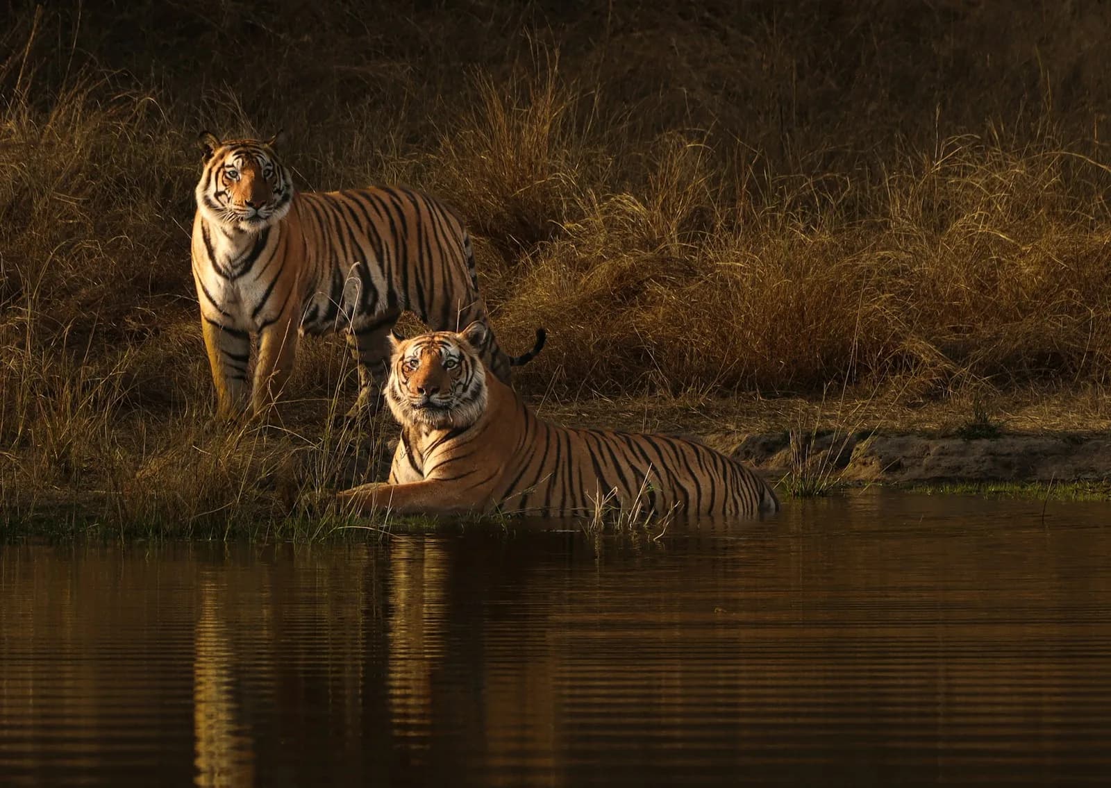 Op Safari In Zuid-India Tijgers, Olifanten en Panters