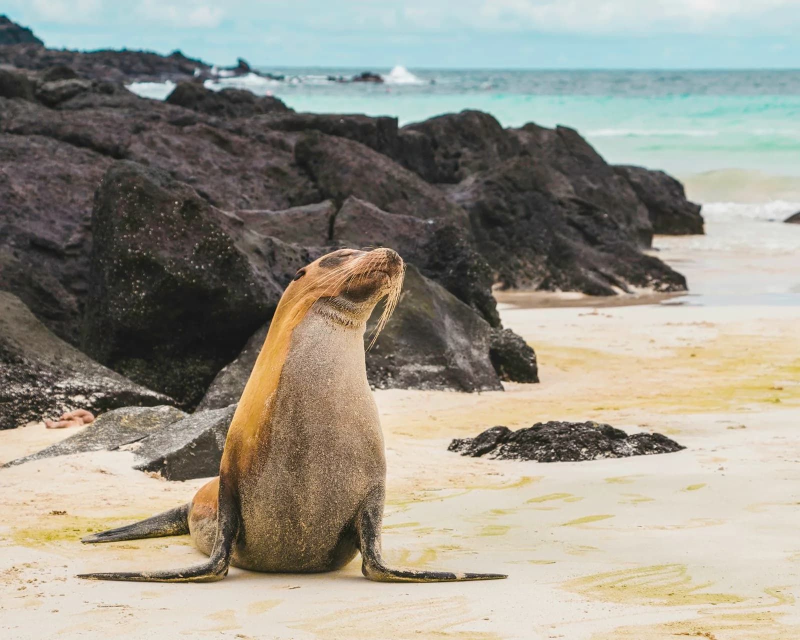 San Cristóbal, Galapagos, Ecuador, Zeeleeuw