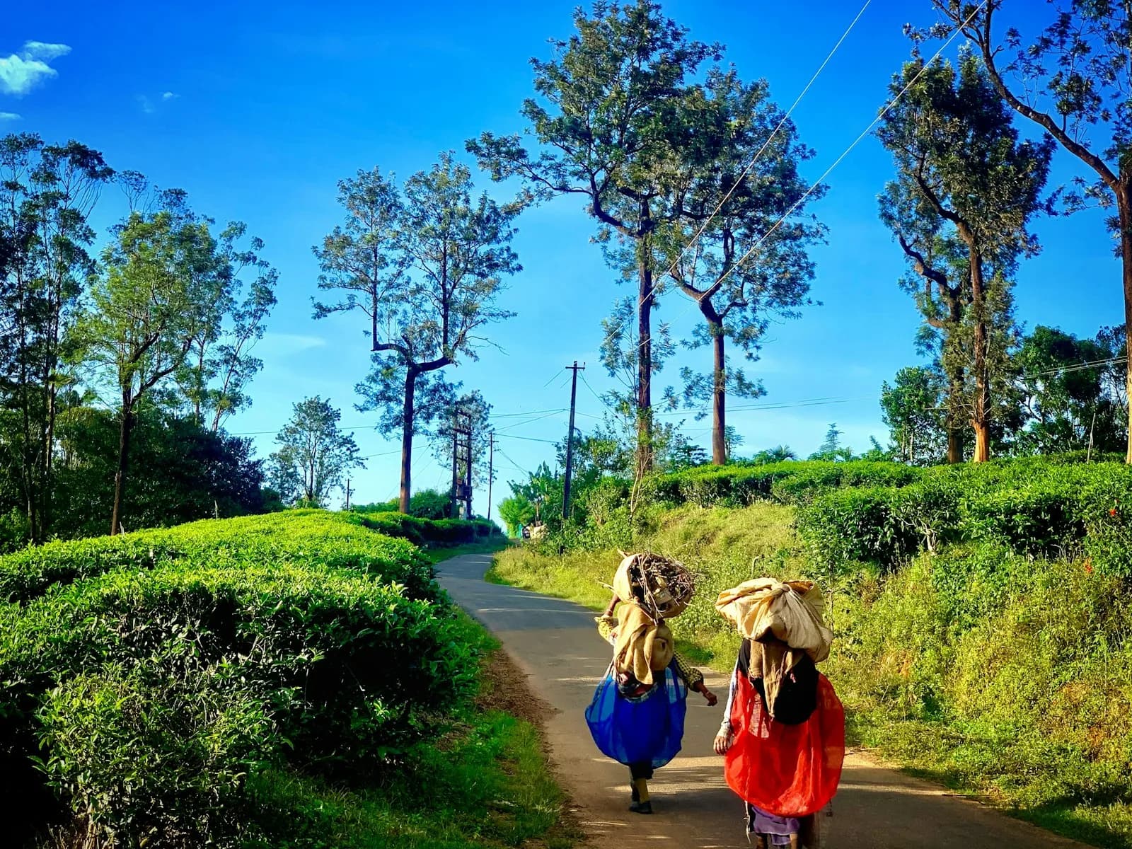 Wayanad Noord-Kerala Zuid-India Theeplantage